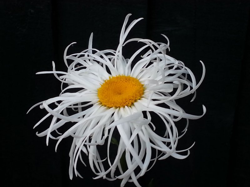 Leucanthemum-2.jpg