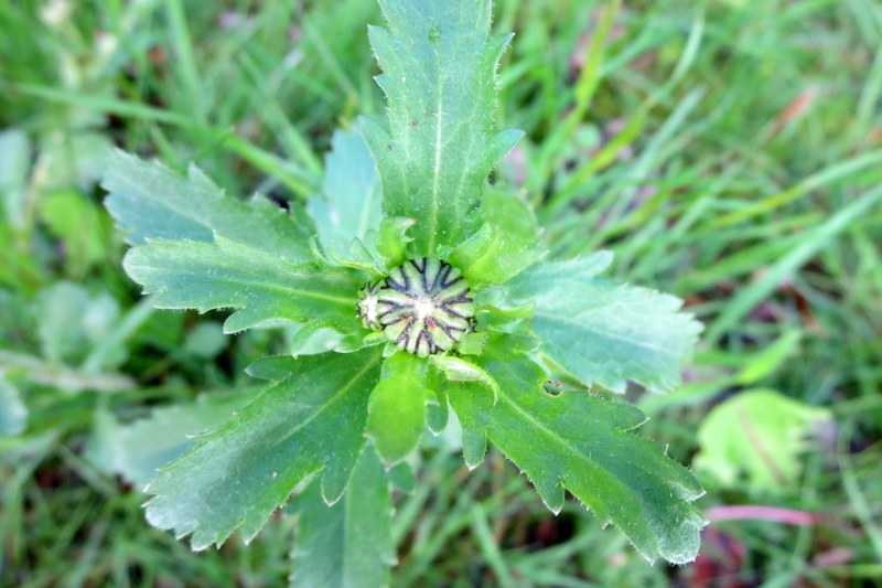 LEUCANTHEMUM  VULGARE 19-05-2015 10-46-11.JPG