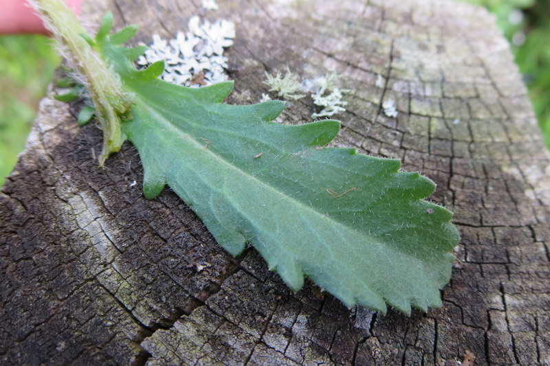 LEUCANTHEMUM  VULGARE 19-05-2015 10-48-25.JPG