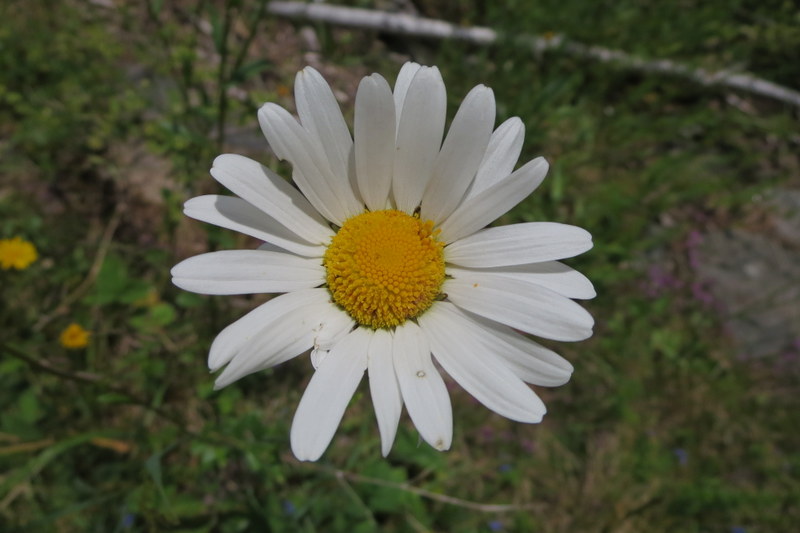 LEUCANTHEMUM  VULGARE  OX  EYE  DAISY 21-Jun-16 2-21-18 PM.JPG