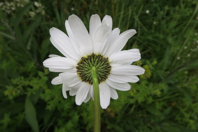 LEUCANTHEMUM  VULGARE  OX  EYE  DAISY 23-06-2015 11-56-08.JPG