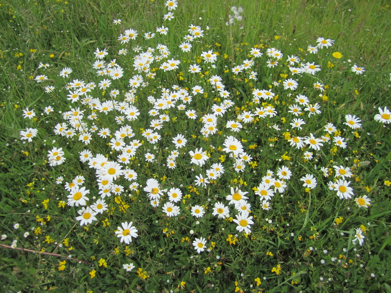 LEUCANTHEMUM  VULGARE  OXEYE  DAISY 10-Jun-12 3-17-14 PM.JPG