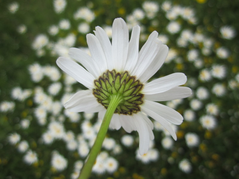 LEUCANTHEMUM  VULGARE  OXEYE  DAISY 10-Jun-12 3-18-28 PM.JPG