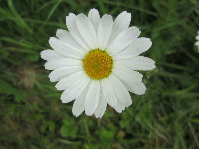 LEUCANTHEMUM  VULGARE  OXEYE  DAISY 10-Jun-12 3-35-28 PM.JPG