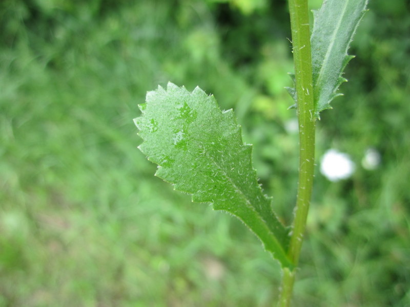 LEUCANTHEMUM  VULGARE  OXEYE  DAISY 10-Jun-12 3-35-57 PM.JPG