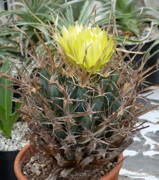 Leuchtenbergia principis 2.JPG