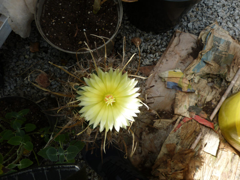 Leuchtenbergia principis 2.JPG