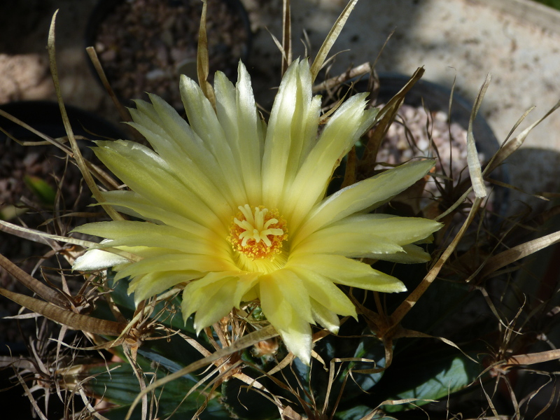 Leuchtenbergia principis 2017.JPG