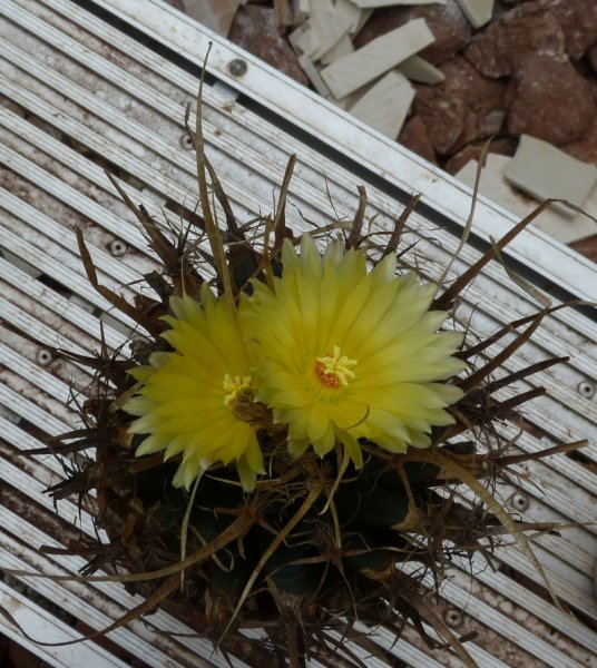 Leuchtenbergia principis 2018 1.JPG