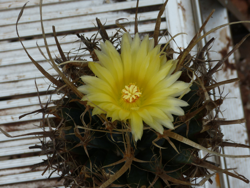 Leuchtenbergia principis 2018.JPG