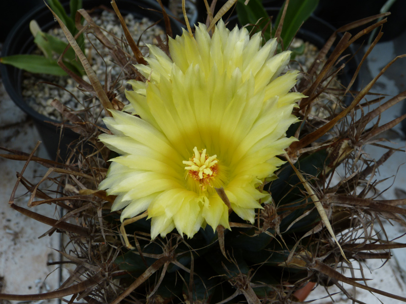 Leuchtenbergia principis 3.JPG
