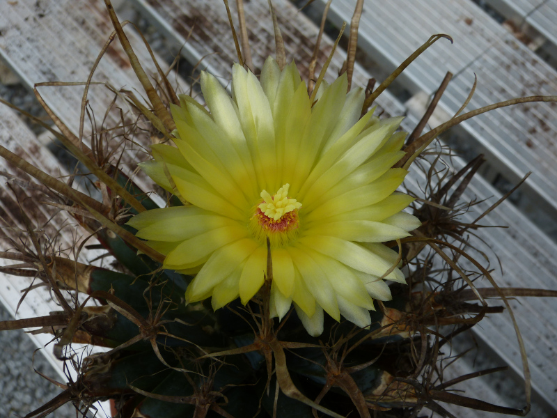 Leuchtenbergia principis.JPG