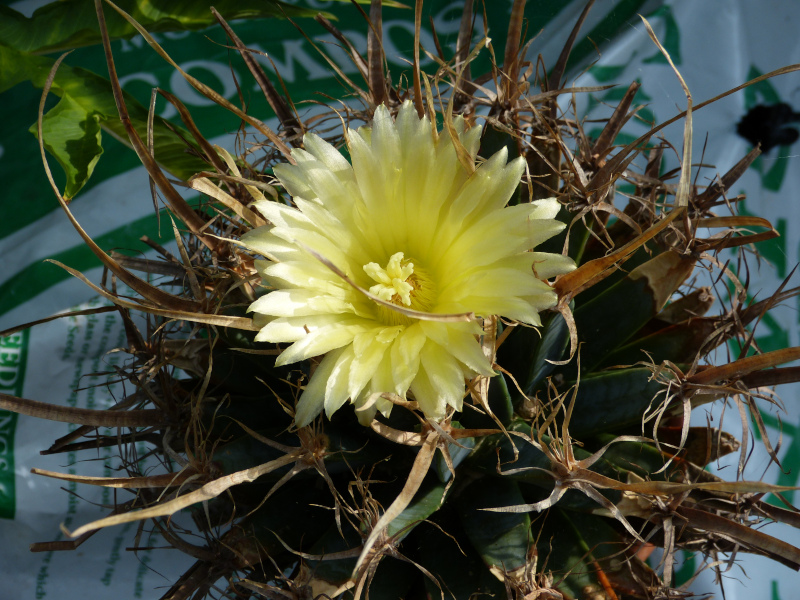 Leuchtenbergia principis .JPG