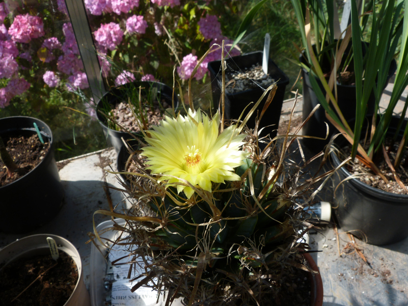 Leuchtenbergia principis.JPG