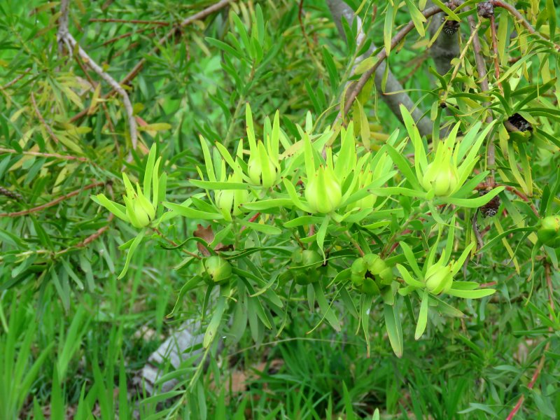 Leucodendron 3.JPG