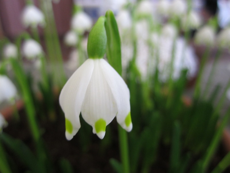 LEUCOJUM  VERNUM 12-02-2011 11-44-19.JPG