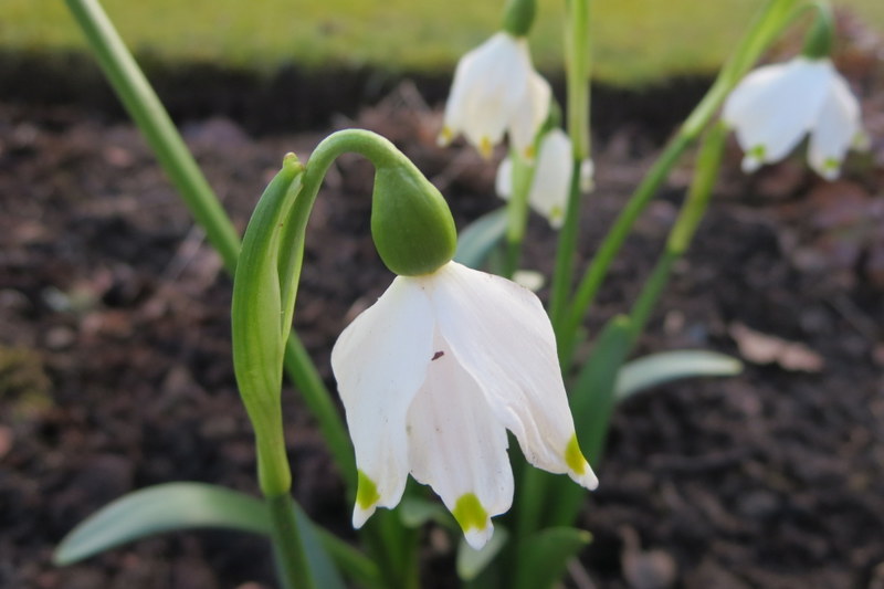 LEUCOJUM  VERNUM 22-02-2016 13-16-56.JPG