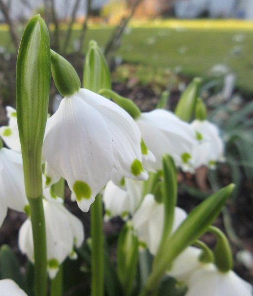 LEUCOJUM  VERNUM 25-02-2021 16-05-54.JPG