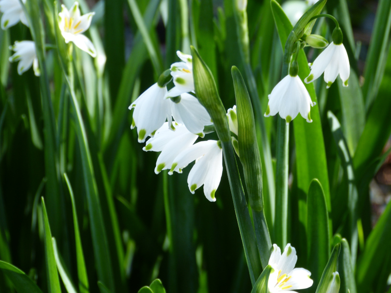Leucojum vernum.JPG