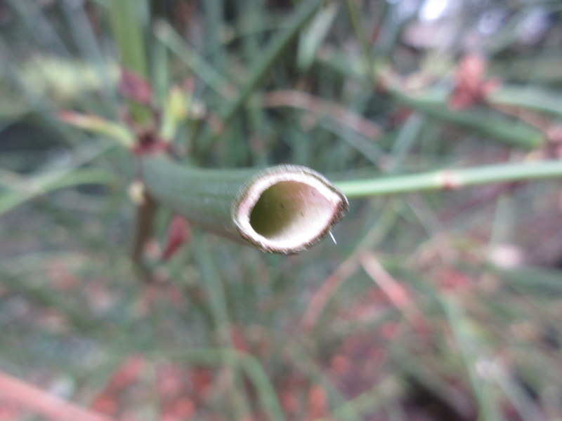 LEYCESTERIA  FORMOSA 04-02-2023 11-09-48.JPG