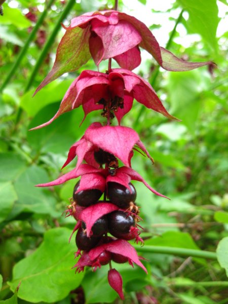 LEYCESTERIA  FORMOSA 05-09-2009 15-34-34.JPG