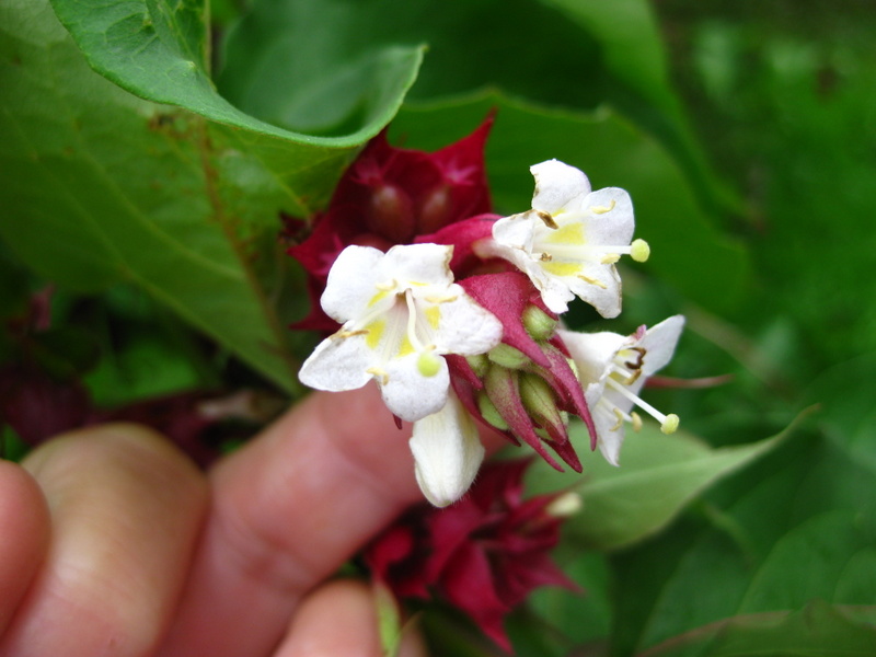 LEYCESTERIA  FORMOSA 05-09-2009 15-37-28.JPG
