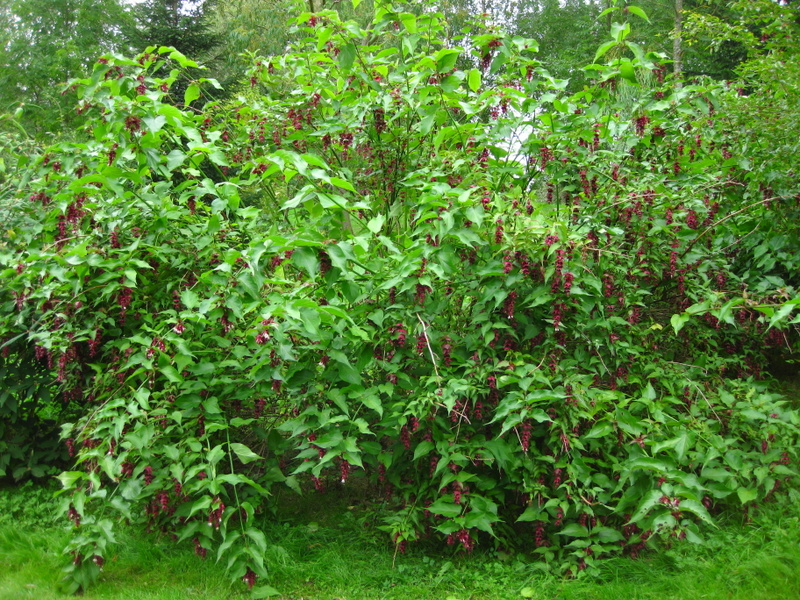 LEYCESTERIA  FORMOSA 05-09-2009 15-38-43.JPG