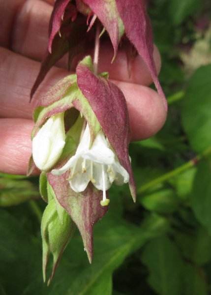 LEYCESTERIA  FORMOSA 13-07-2022 14-18-36.JPG