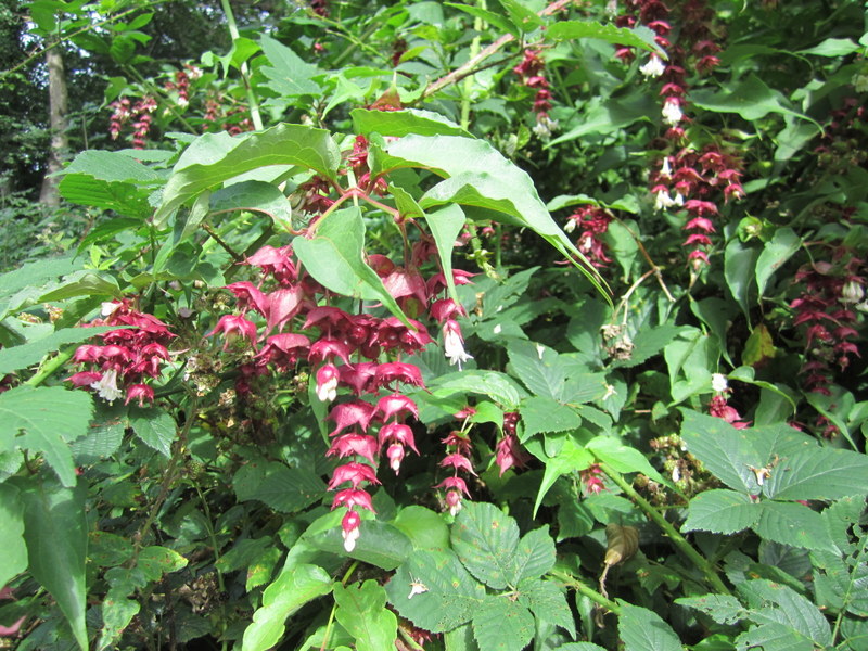 LEYCESTERIA  FORMOSA 15-08-2011 09-52-12.JPG