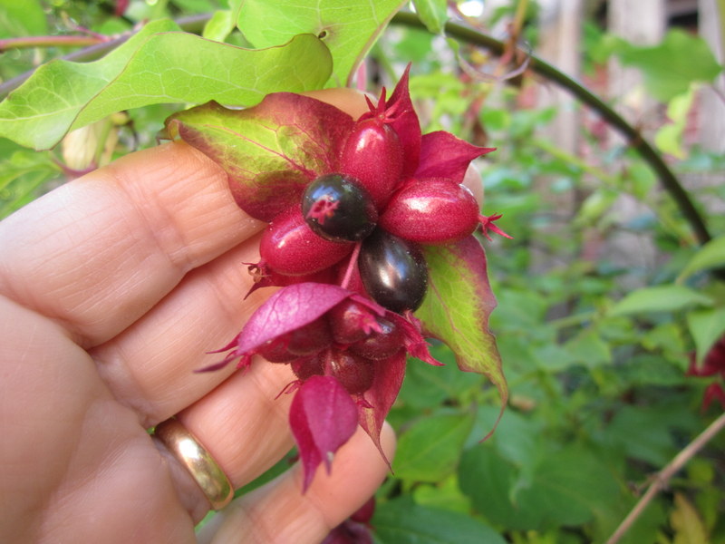 LEYCESTERIA  FORMOSA 20-08-2012 18-10-50.JPG