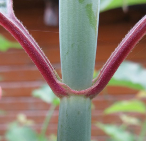 LEYCESTERIA  FORMOSA 20-09-2021 13-27-14.JPG