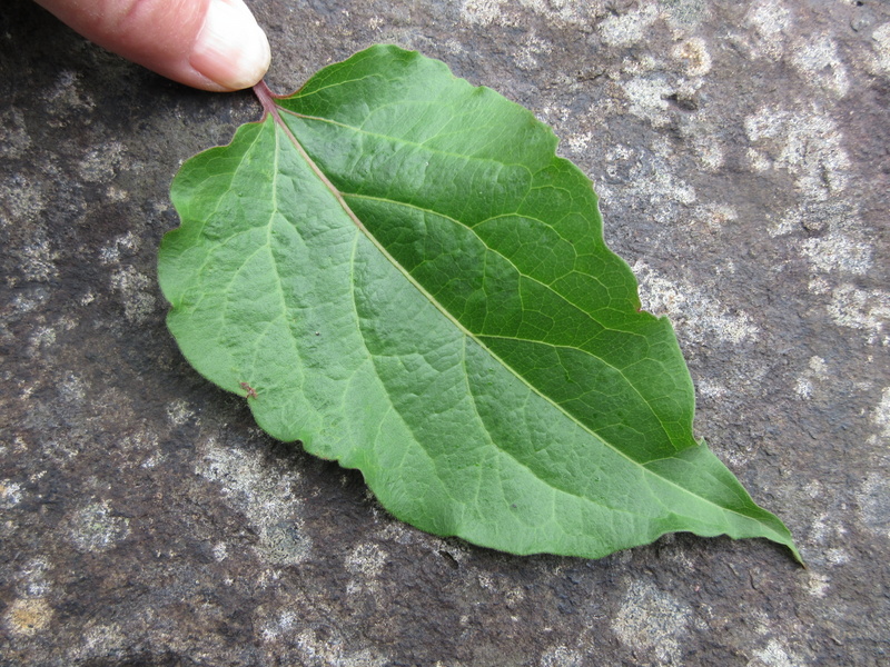 LEYCESTERIA  FORMOSA 20-09-2021 13-27-29.JPG
