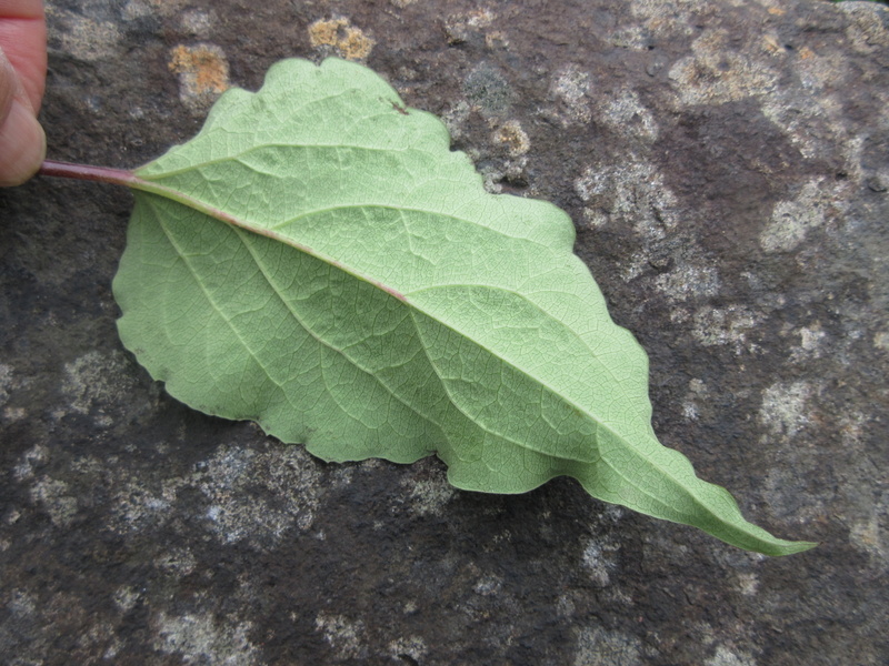 LEYCESTERIA  FORMOSA 20-09-2021 13-27-49.JPG