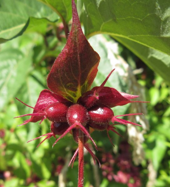 LEYCESTERIA  FORMOSA 30-07-2024 14-25-40.JPG