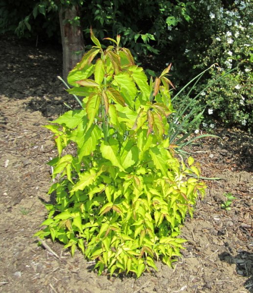 LEYCESTERIA  FORMOSA  GOLDEN  LANTERNS 03-06-2010 15-04-47.JPG