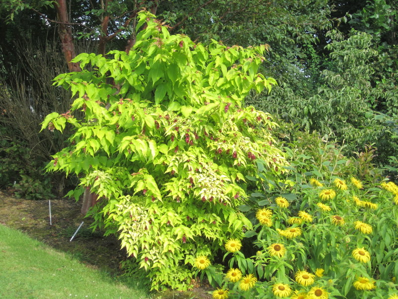 LEYCESTERIA  FORMOSA  GOLDEN  LANTERNS 09-08-2012 16-41-58.JPG