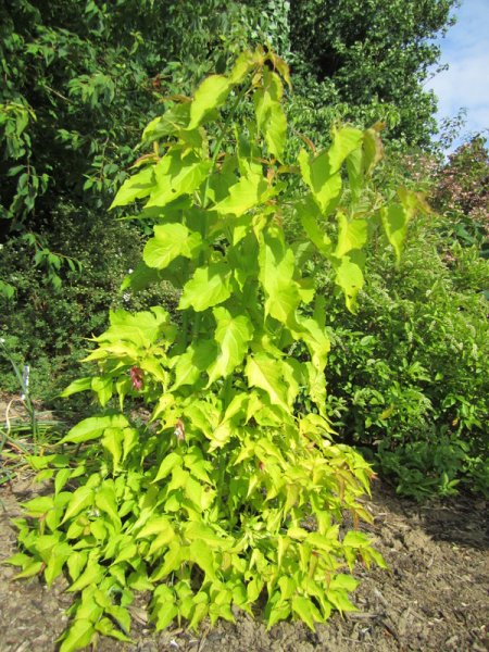 LEYCESTERIA  FORMOSA  GOLDEN  LANTERNS 24-06-2010 17-55-56.JPG