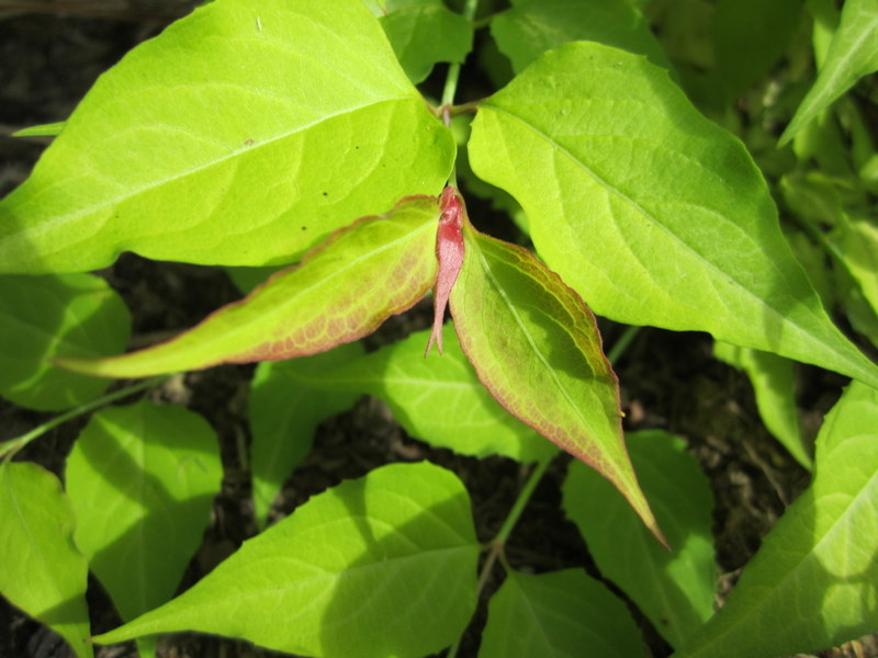LEYCESTERIA  FORMOSA  GOLDEN  LANTERNS 24-06-2010 17-56-39.JPG