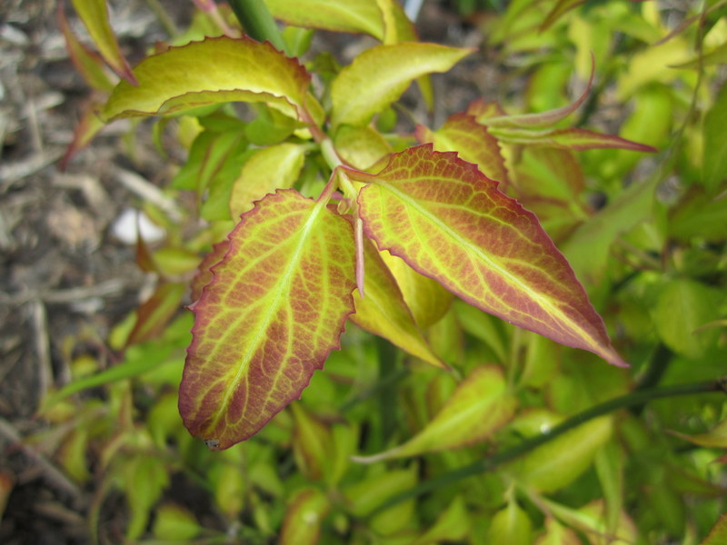 LEYCESTERIA  FORMOSA  GOLDEN  LANTERNS 26-04-2010 12-03-16.JPG