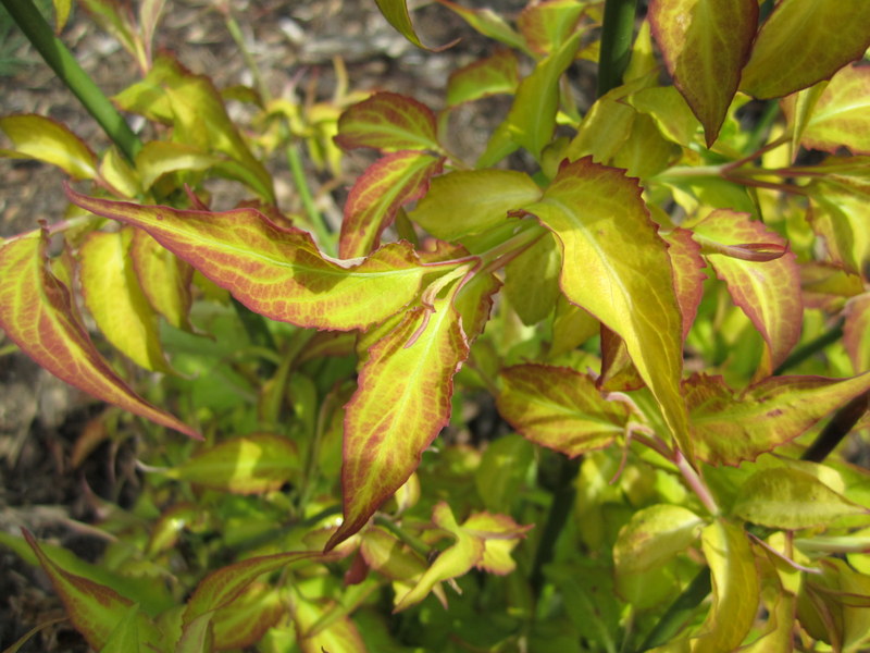 LEYCESTERIA  FORMOSA  GOLDEN  LANTERNS 26-04-2010 12-03-37.JPG