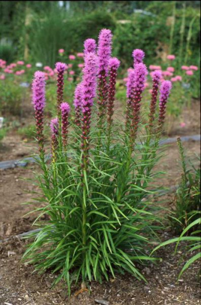 Liatris Spicata _ Liatride.jpg
