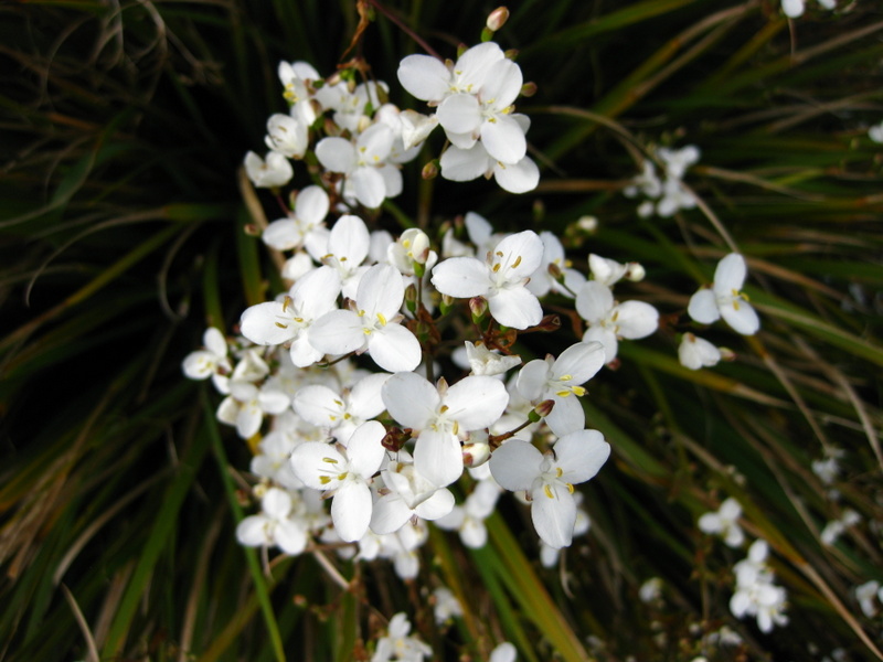 LIBERTIA  AMAZING  GRACE 18-05-2009 17-27-14.JPG