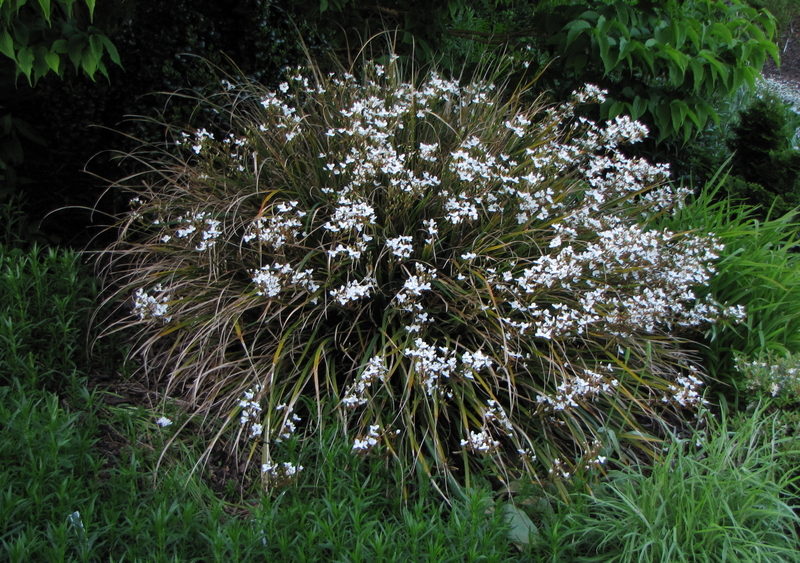 LIBERTIA  AMAZING  GRACE 21-05-2009 19-36-30.JPG