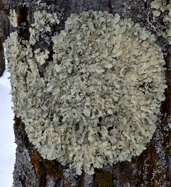 lichen.jpg