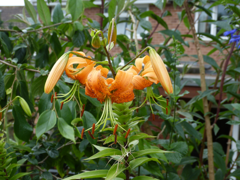 Lilium henryi.JPG