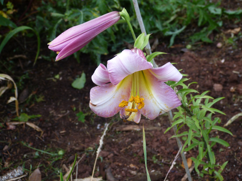 lilium hybrid 1.JPG