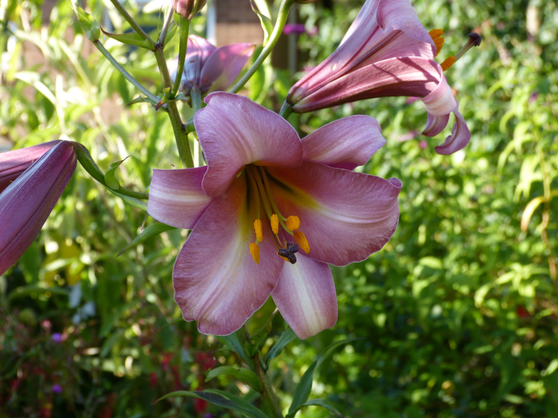 Lilium hybrid 2.JPG