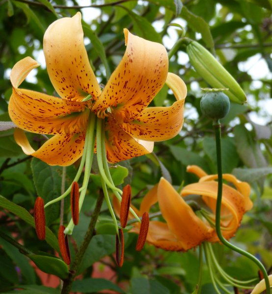 Lilium kelloggii.JPG