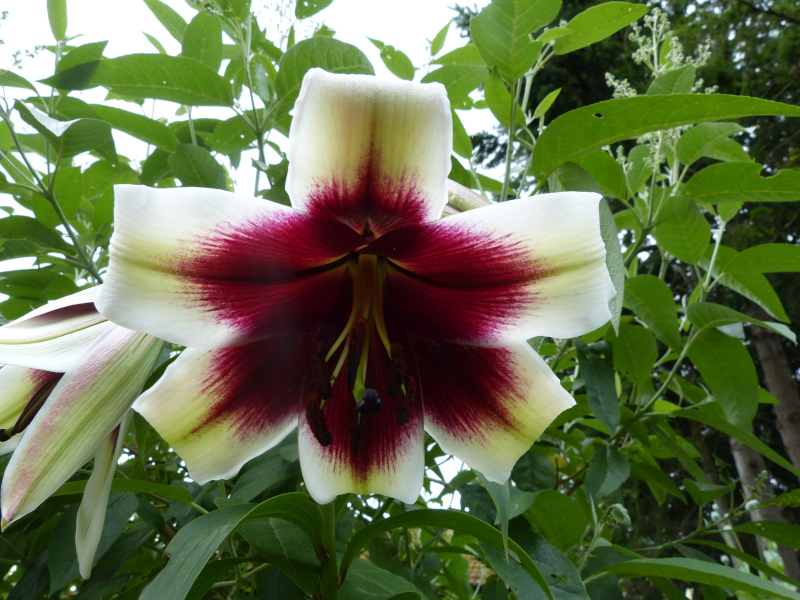 Lilium Kushi Maya.JPG