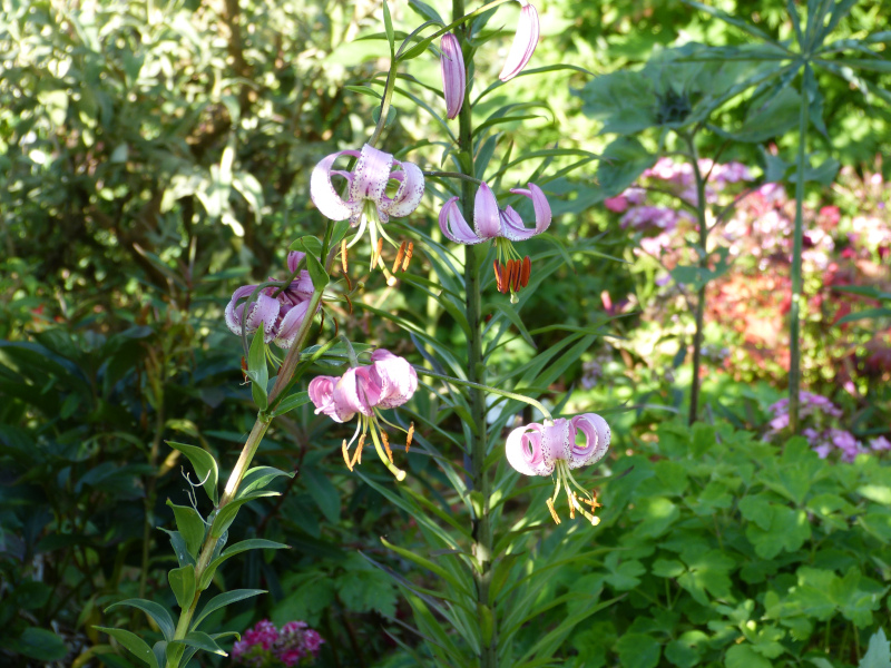 Lilium lankongense.JPG
